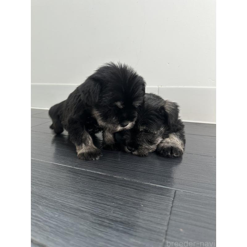 販売中の群馬県のミニチュアシュナウザー-431101の6枚目