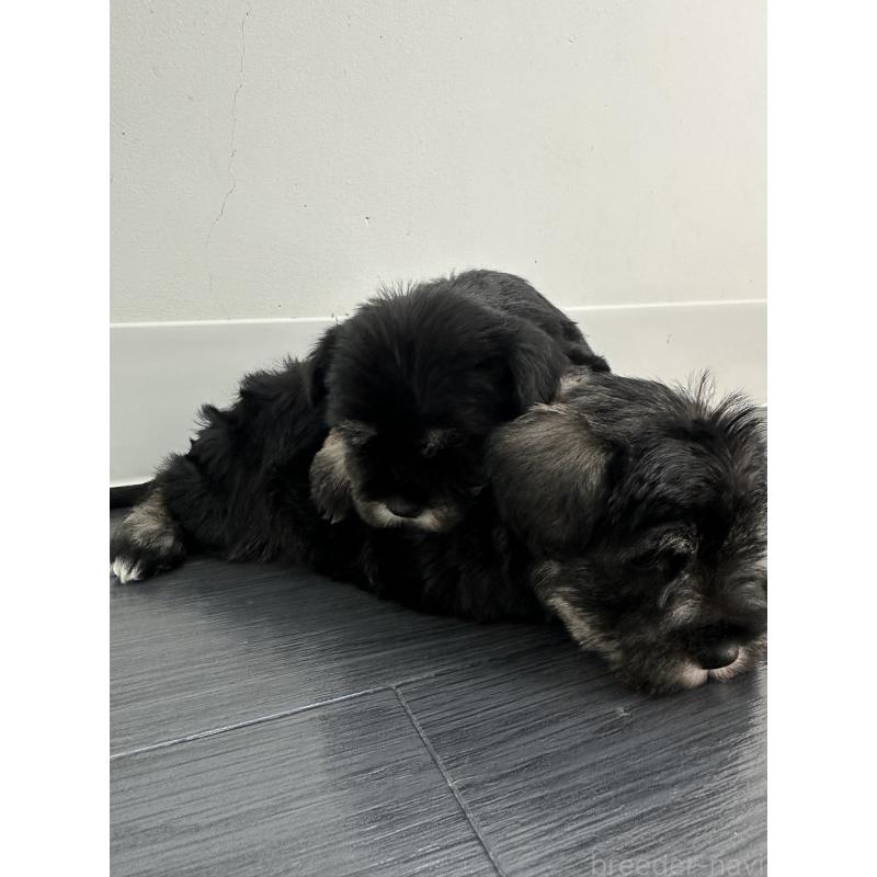 販売中の群馬県のミニチュアシュナウザー-431101の5枚目