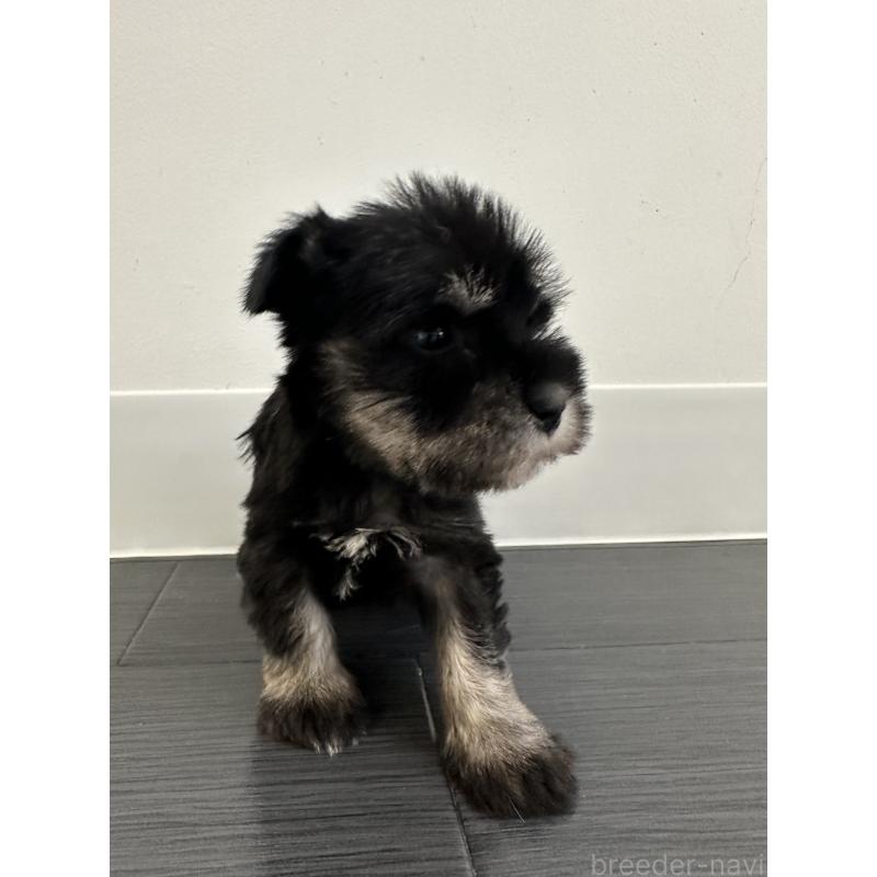 販売中の群馬県のミニチュアシュナウザー-431101の4枚目