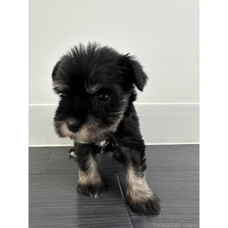 販売中の群馬県のミニチュアシュナウザー-431101の3枚目