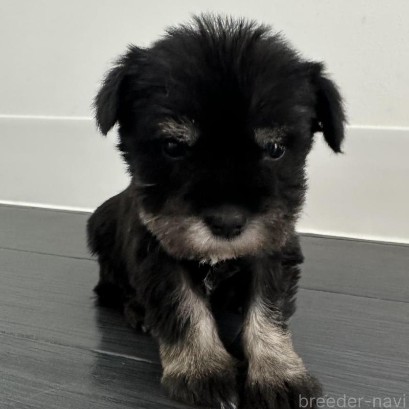 販売中の群馬県のミニチュアシュナウザー-431101の2枚目