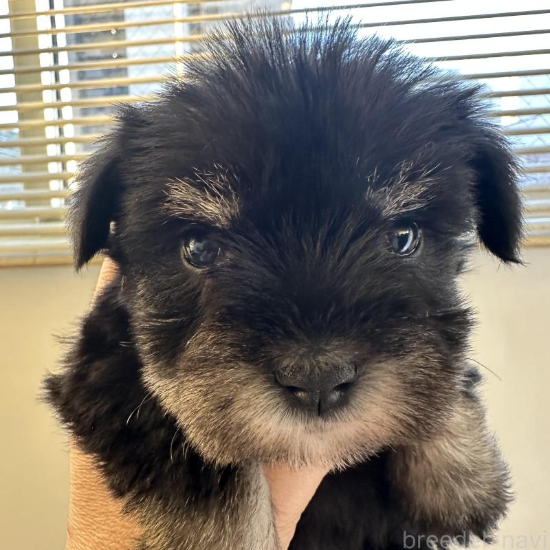 販売中の群馬県のミニチュアシュナウザー-431101