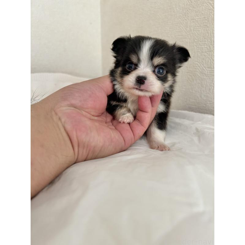 販売中の埼玉県のチワワ(ロングコート)-431102