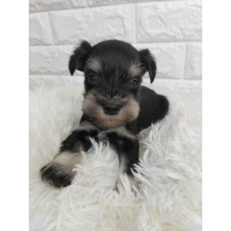 販売中の愛知県のミニチュアシュナウザー-431104の3枚目