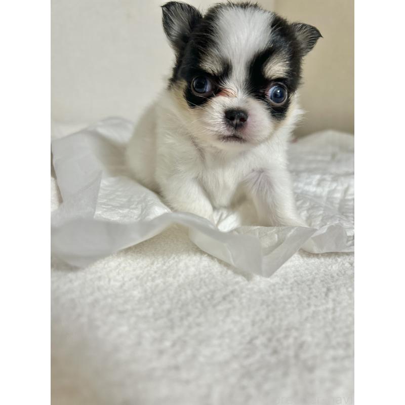 販売中の埼玉県のチワワ(ロングコート)-431103の1枚目