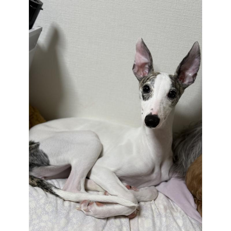 成約済の兵庫県のウィペット-399639の2枚目