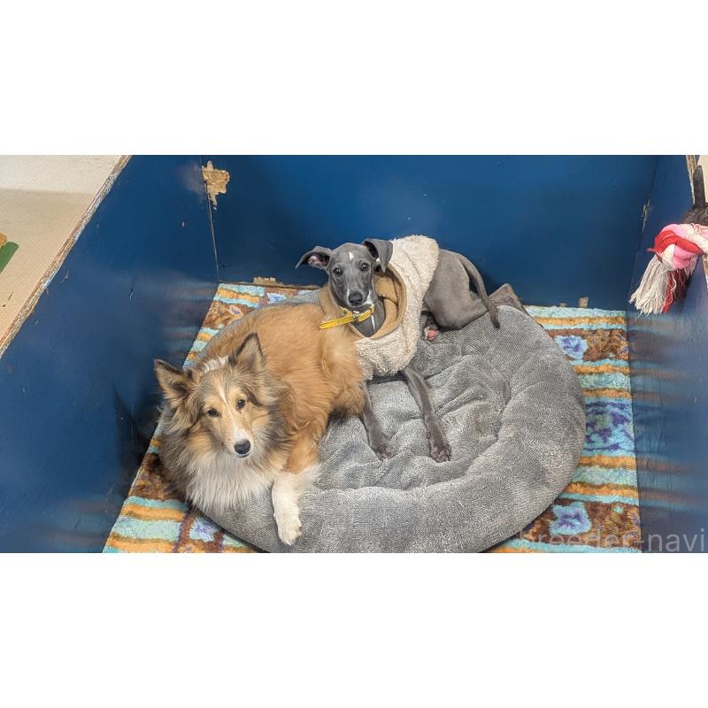 成約済の熊本県のイタリアングレーハウンド(イタグレ)-419262の2枚目