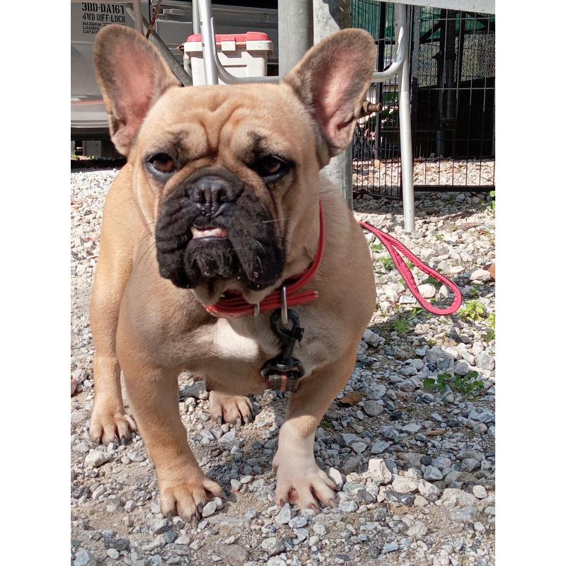 ののフレンチブルドッグ-