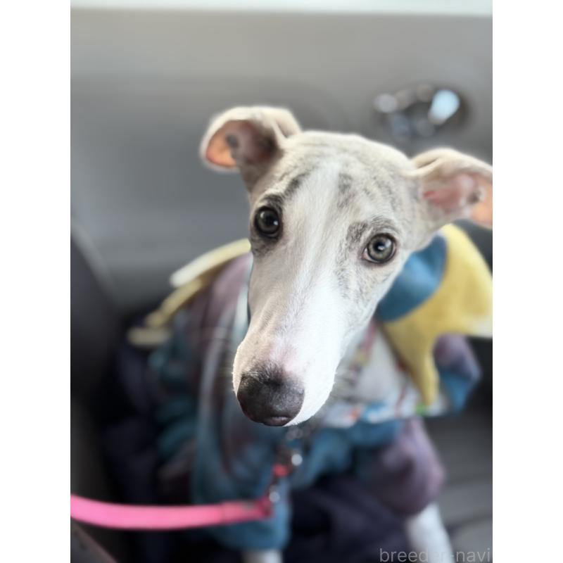 販売中の兵庫県のウィペット-399642の3枚目