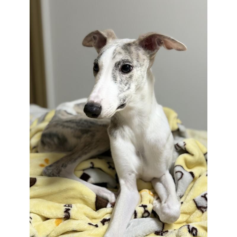 成約済の兵庫県のウィペット-399641の2枚目