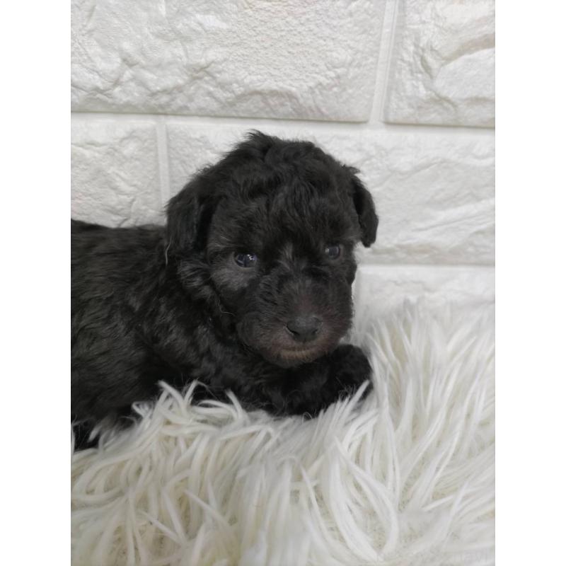 販売中の愛知県のトイプードル-431105の5枚目