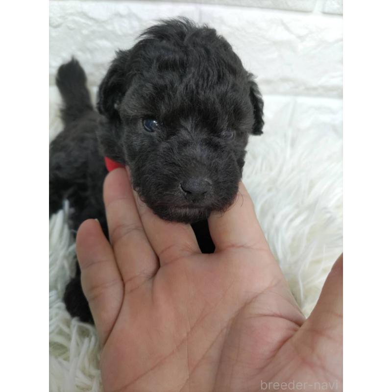 販売中の愛知県のトイプードル-431105の4枚目