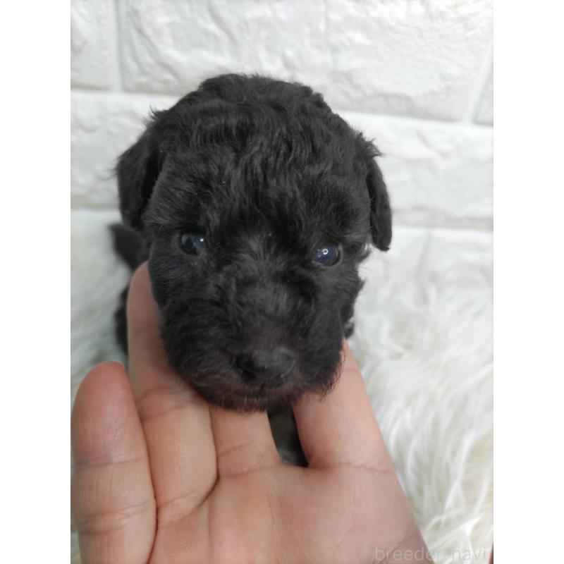 販売中の愛知県のトイプードル-431105の3枚目