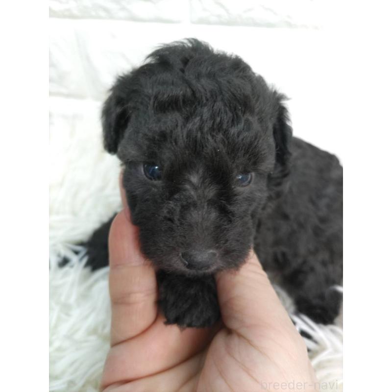 販売中の愛知県のトイプードル-431105の2枚目