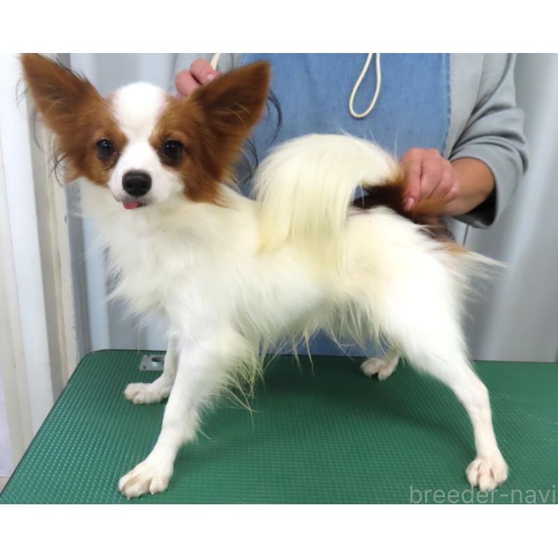 モックくん1枚目