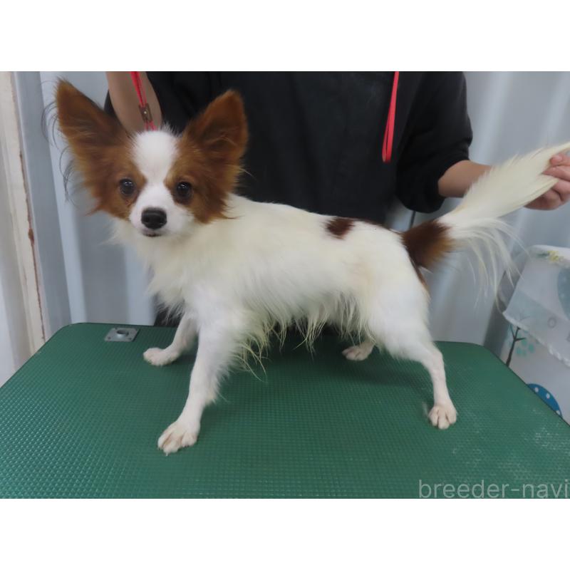 モックくん1枚目