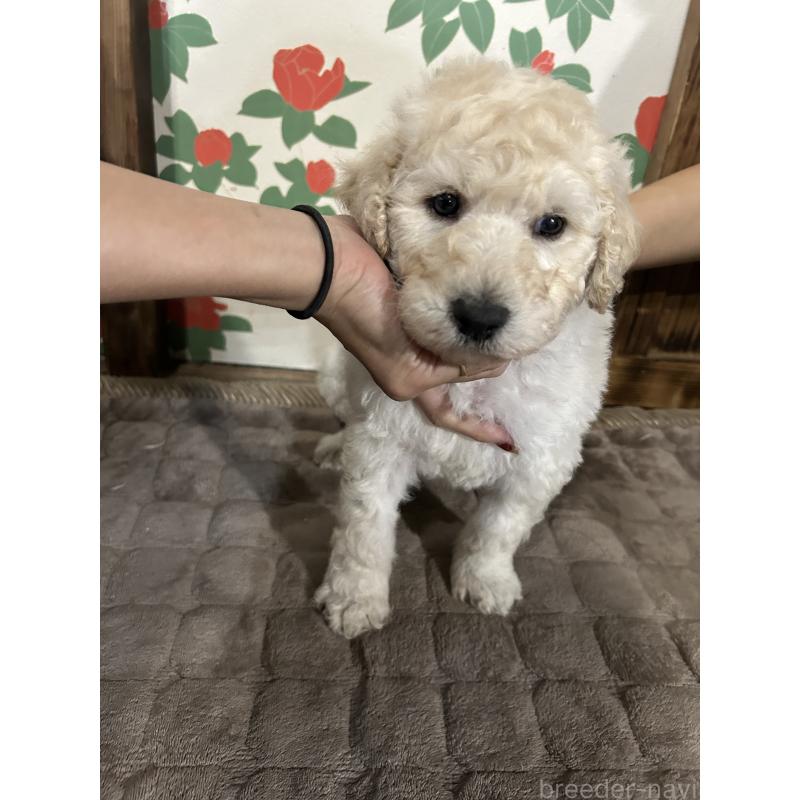 販売中の鹿児島県のスタンダードプードル-431106の6枚目