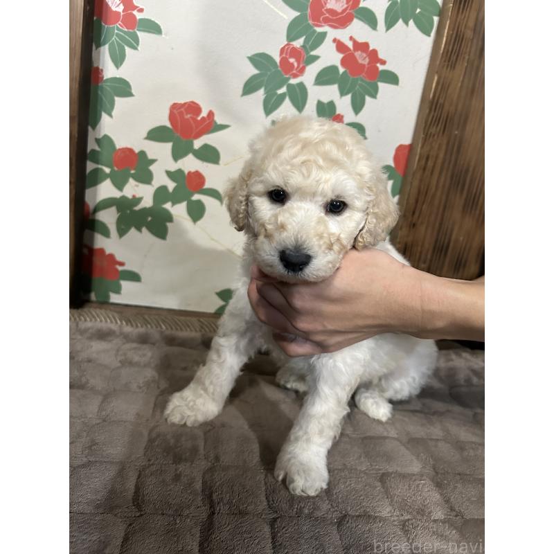 販売中の鹿児島県のスタンダードプードル-431106の4枚目