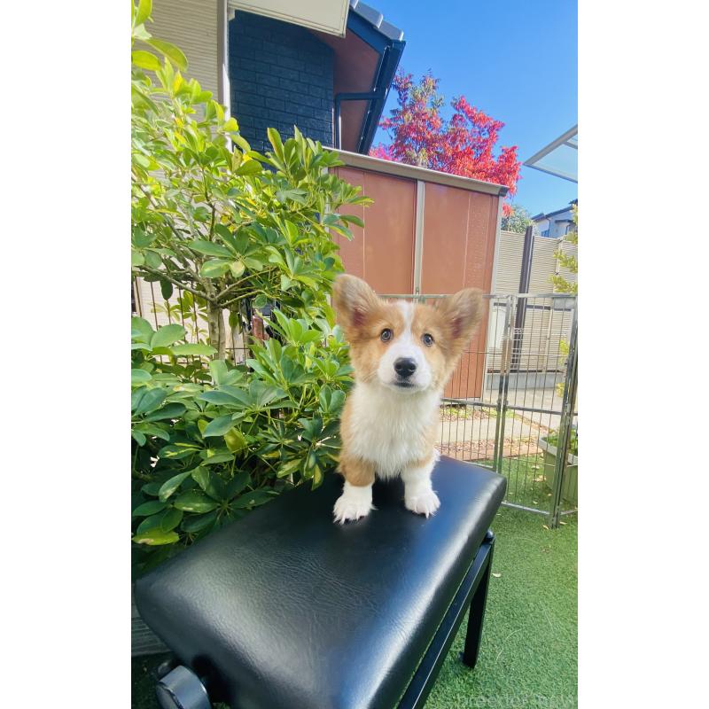 販売中の千葉県のウェルシュコーギーペンブローク-423485の2枚目
