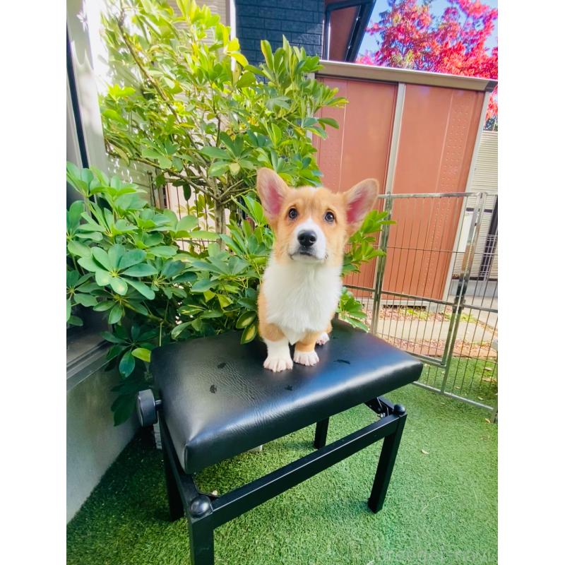 販売中の千葉県のウェルシュコーギーペンブローク-423500の3枚目