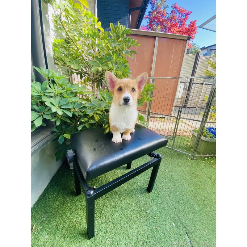 販売中の千葉県のウェルシュコーギーペンブローク-423500の2枚目