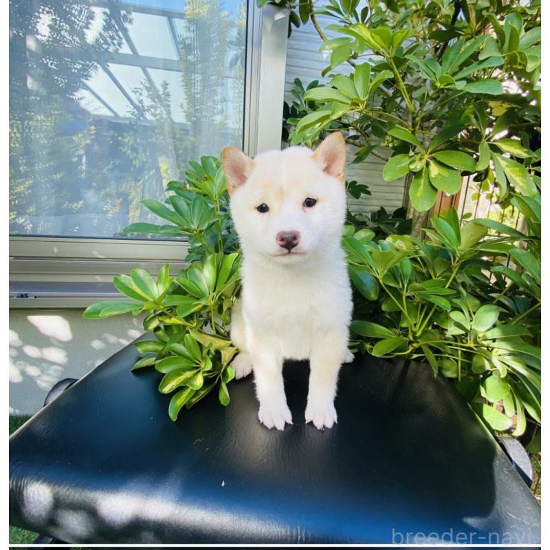 成約済の千葉県の豆柴-429285の2枚目