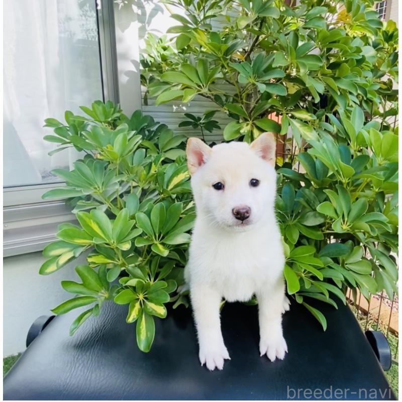 成約済の千葉県の豆柴-428705の2枚目