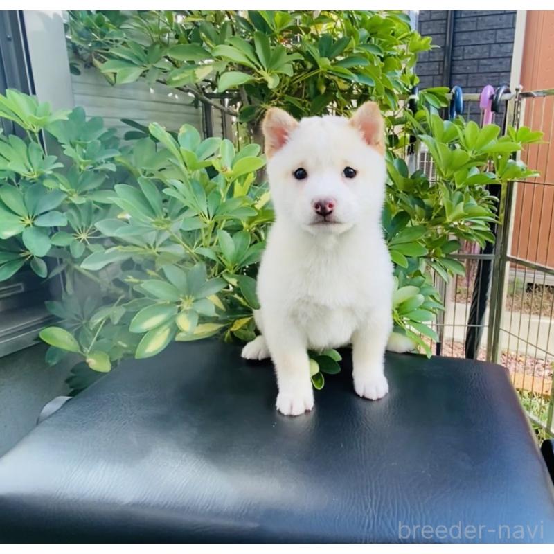 成約済の千葉県の豆柴-428704の4枚目