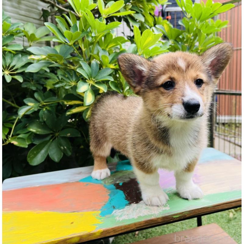 販売中の千葉県のミックス犬-418635の2枚目