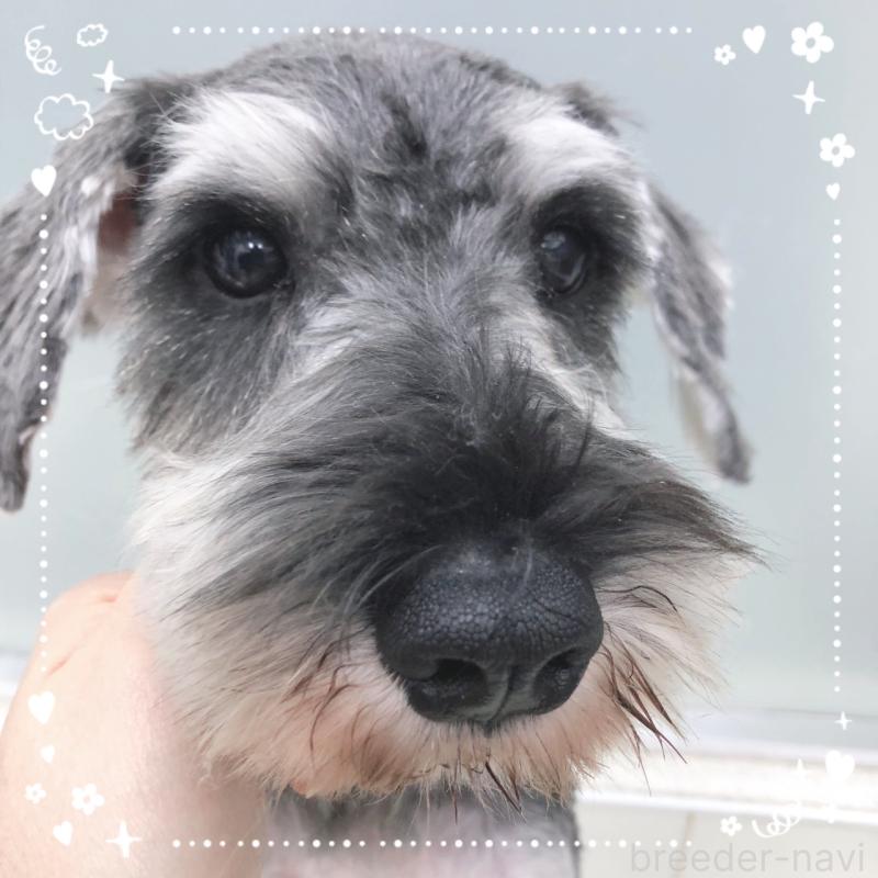 販売中の大阪府のミニチュアシュナウザー-408669の5枚目