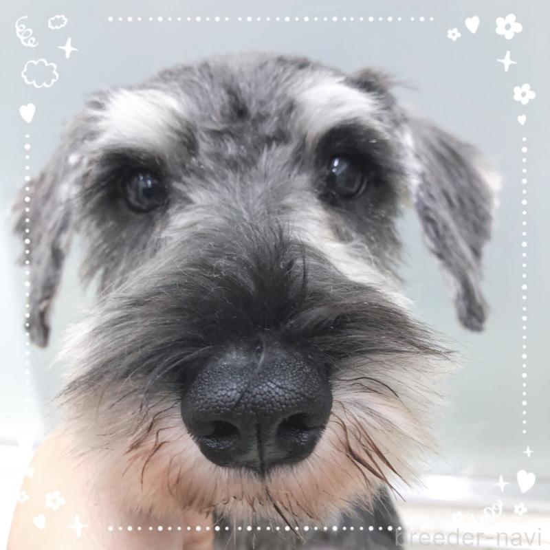 販売中の大阪府のミニチュアシュナウザー-408669の4枚目