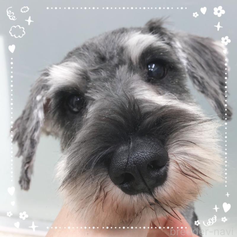 販売中の大阪府のミニチュアシュナウザー-408669の1枚目