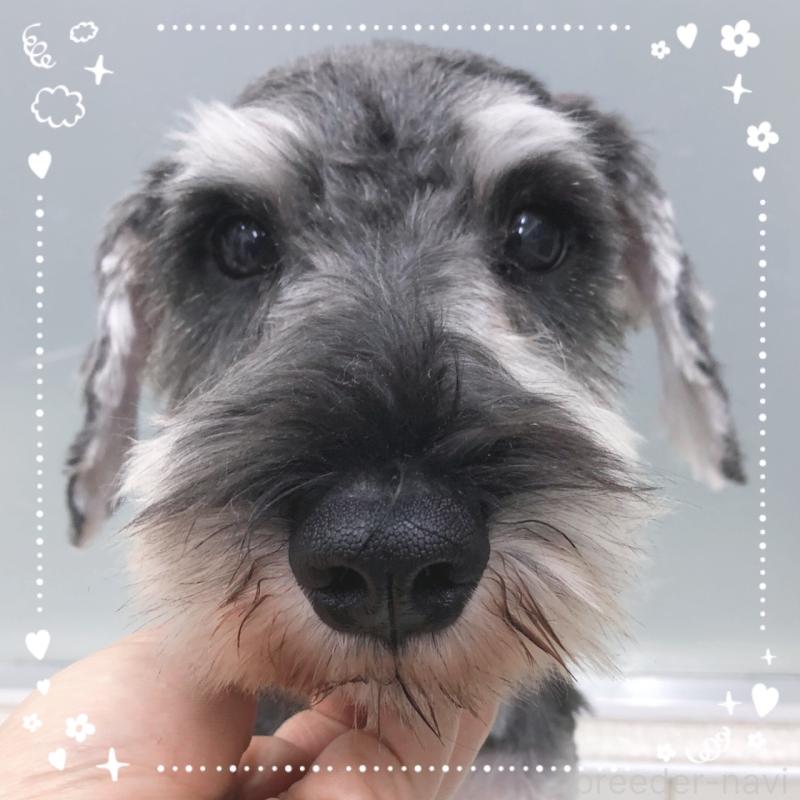 販売中の大阪府のミニチュアシュナウザー-408669の3枚目