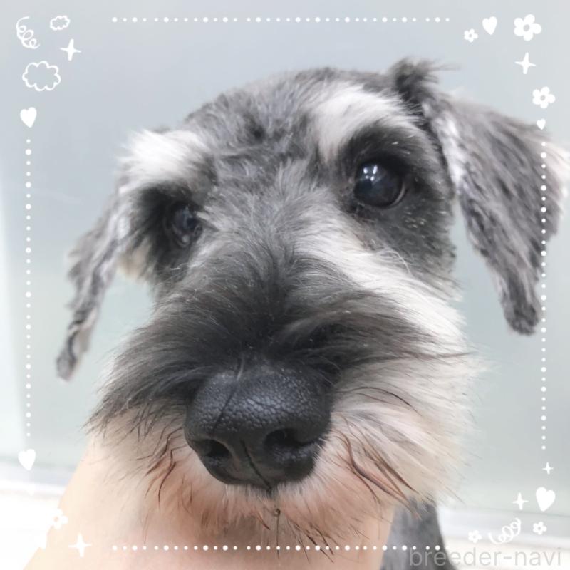 販売中の大阪府のミニチュアシュナウザー-408669の2枚目