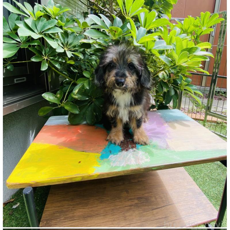 販売中の千葉県のミックス犬-407056の2枚目