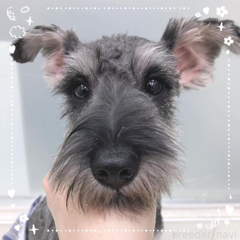 販売中の大阪府のミニチュアシュナウザー-408667の5枚目