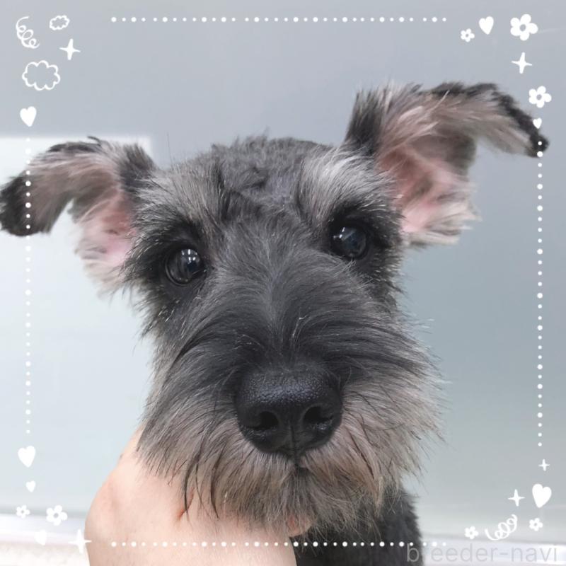 販売中の大阪府のミニチュアシュナウザー-408667の1枚目