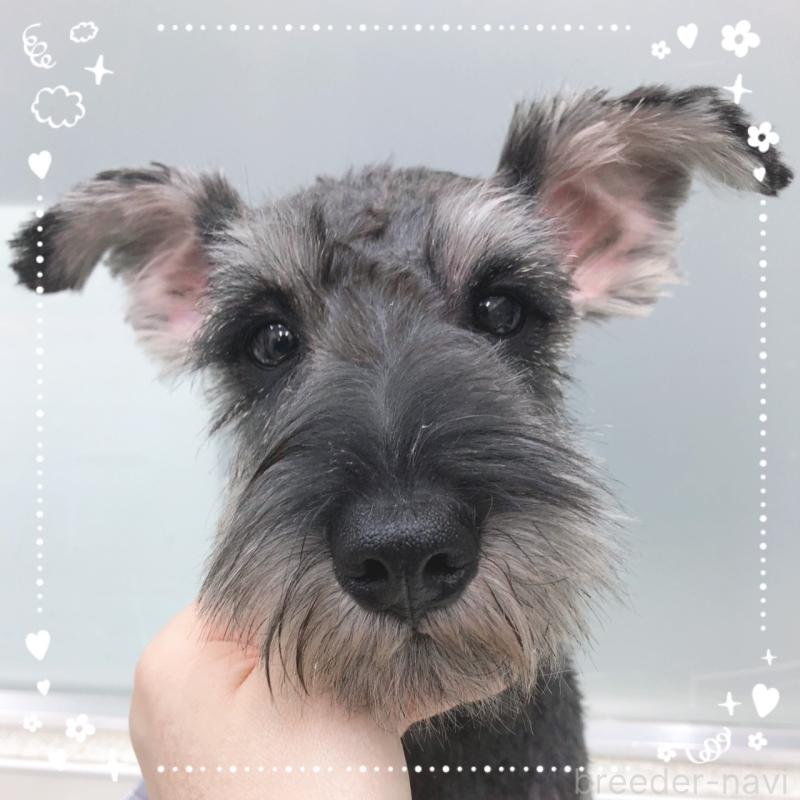 販売中の大阪府のミニチュアシュナウザー-408667の4枚目