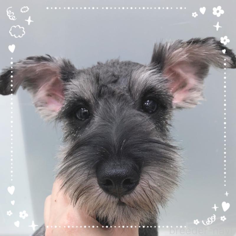 販売中の大阪府のミニチュアシュナウザー-408667の3枚目