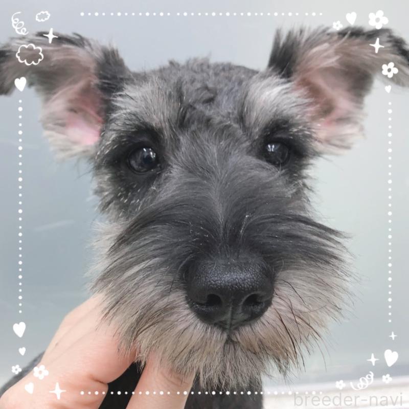 販売中の大阪府のミニチュアシュナウザー-408667の2枚目