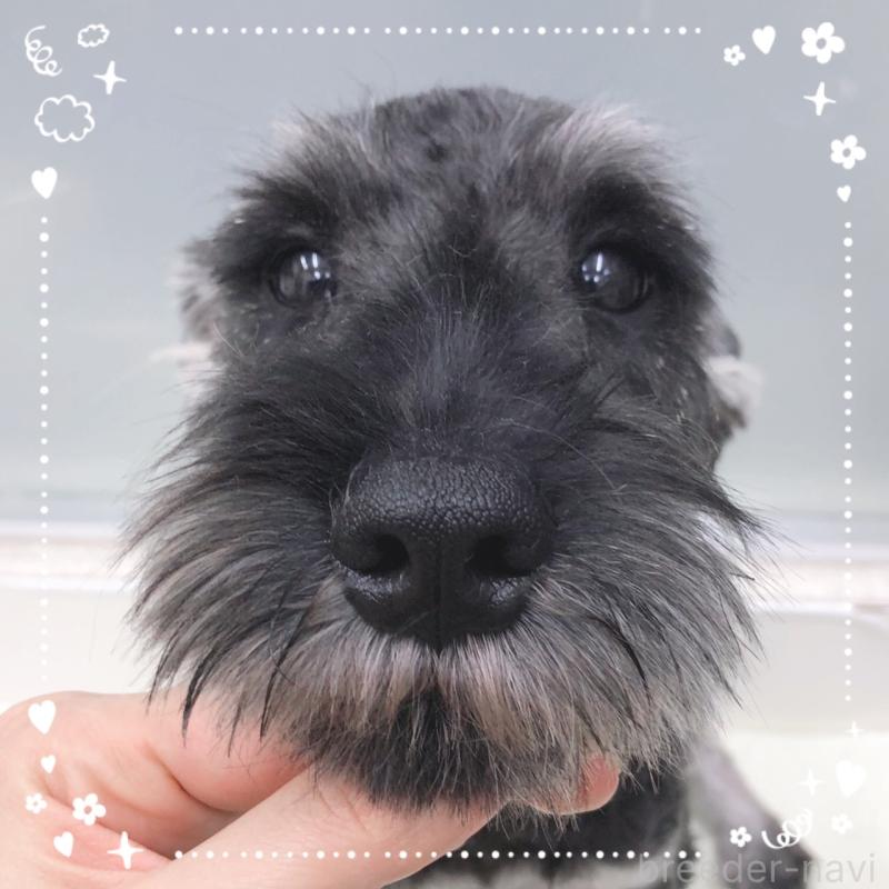 販売中の大阪府のミニチュアシュナウザー-408670の5枚目