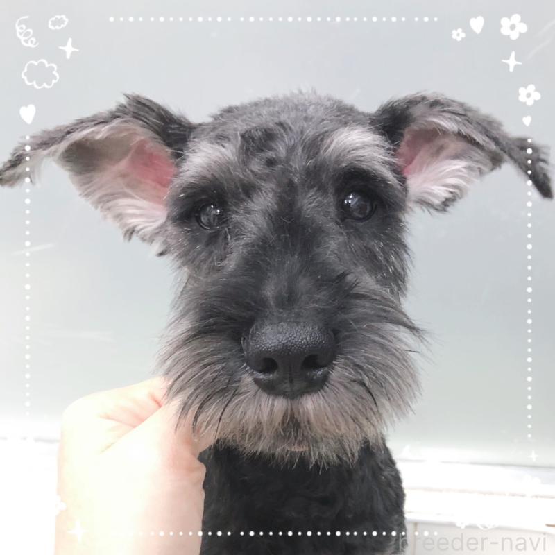 販売中の大阪府のミニチュアシュナウザー-408670の4枚目