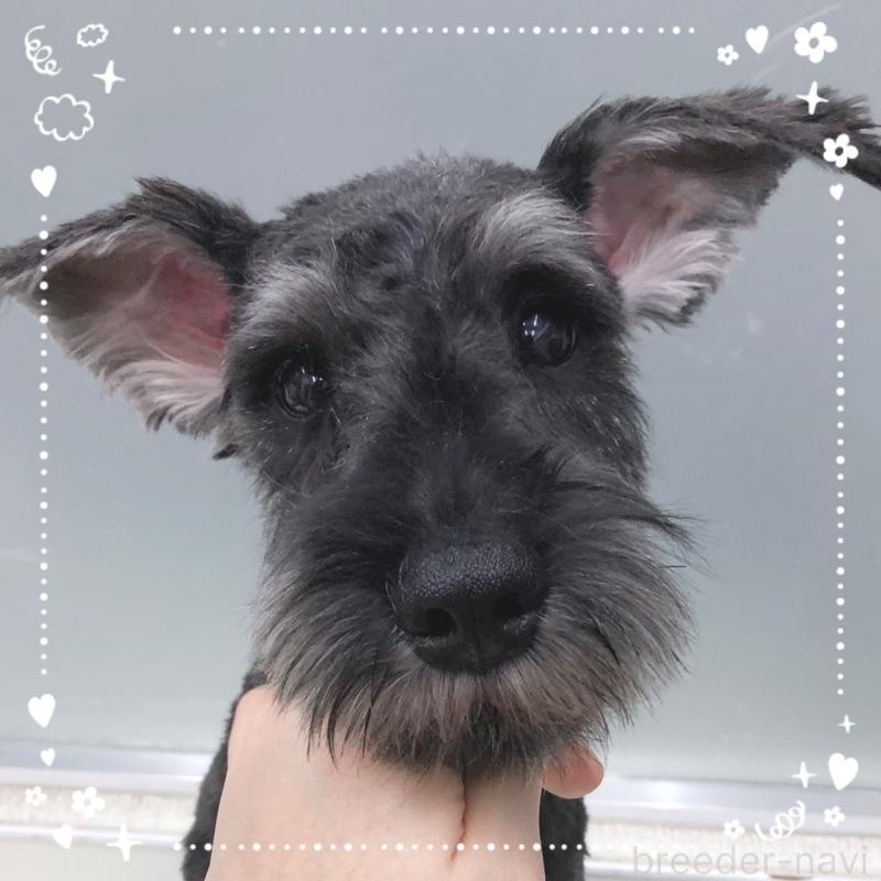 販売中の大阪府のミニチュアシュナウザー-408670の1枚目