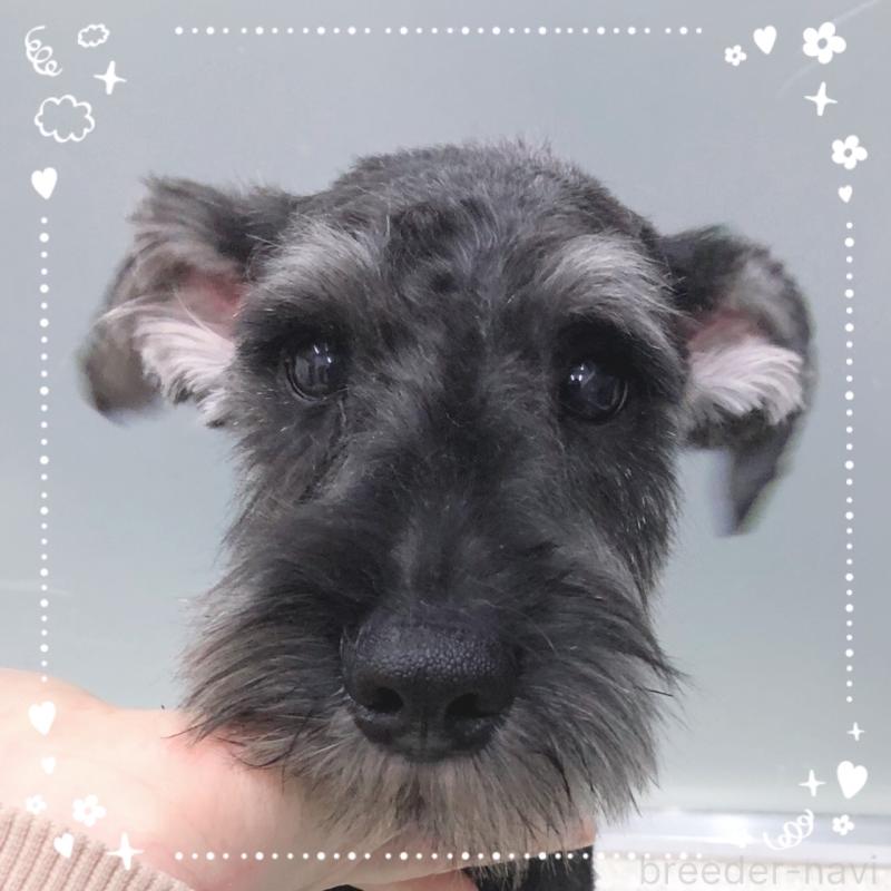 販売中の大阪府のミニチュアシュナウザー-408670の3枚目