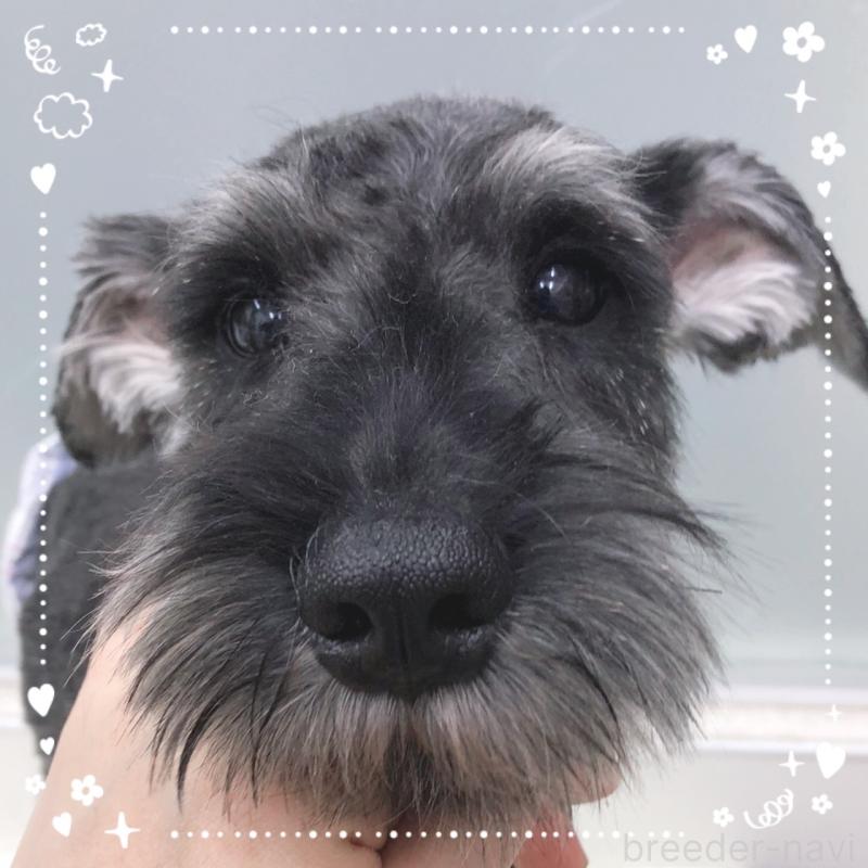 販売中の大阪府のミニチュアシュナウザー-408670の2枚目