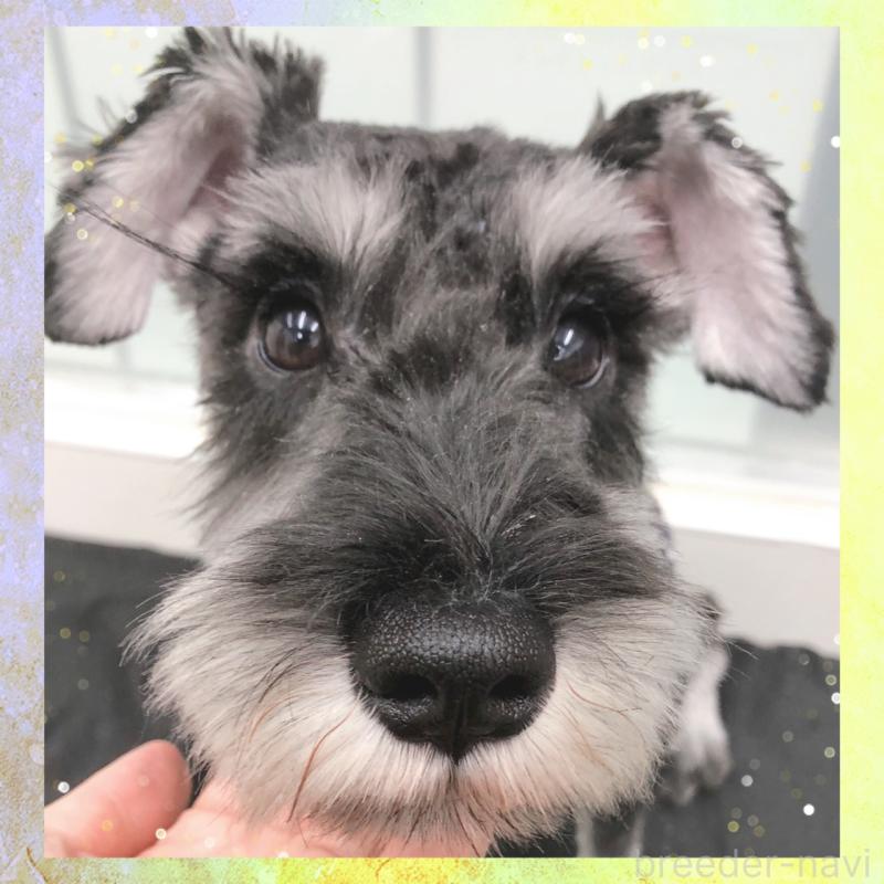 販売中の大阪府のミニチュアシュナウザー-409050の5枚目