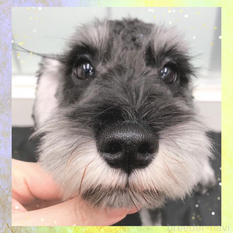 販売中の大阪府のミニチュアシュナウザー-409050の4枚目