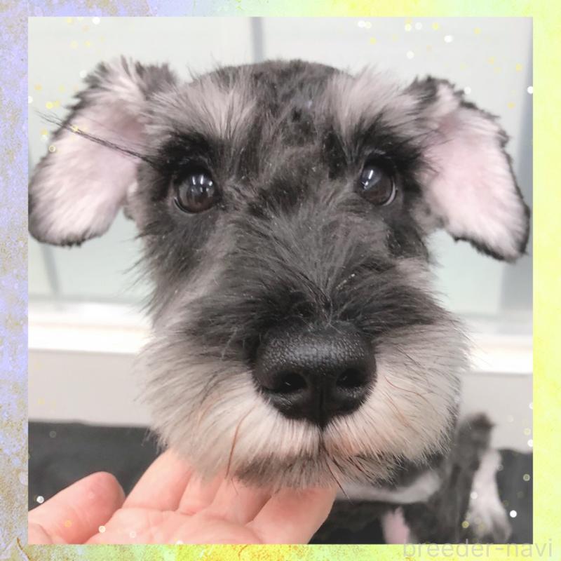 販売中の大阪府のミニチュアシュナウザー-409050の3枚目