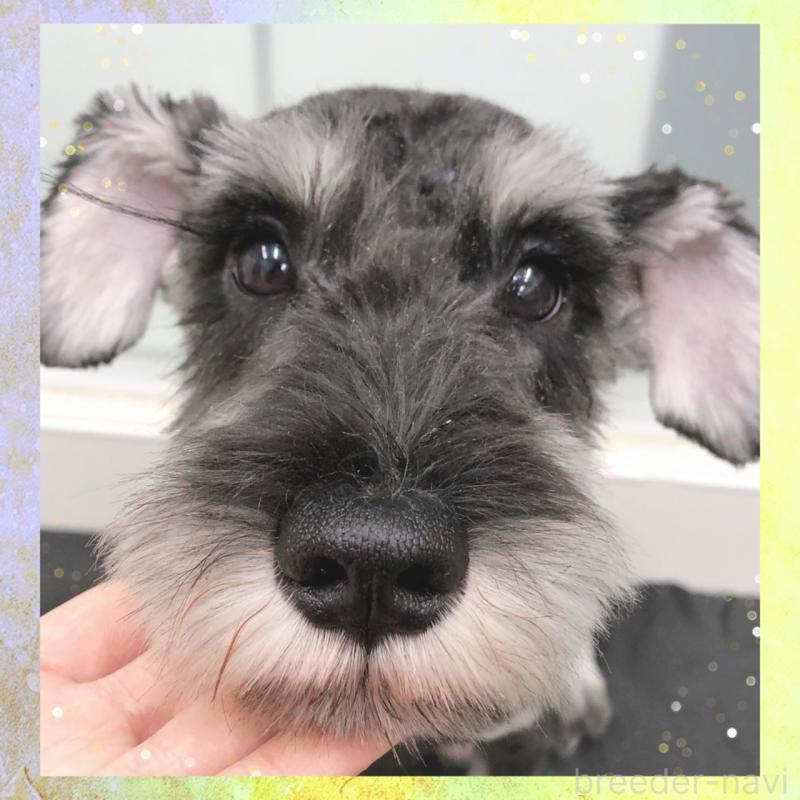 販売中の大阪府のミニチュアシュナウザー-409050