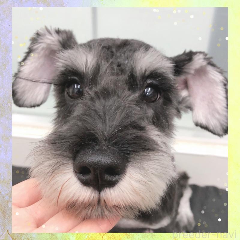 販売中の大阪府のミニチュアシュナウザー-409050の2枚目